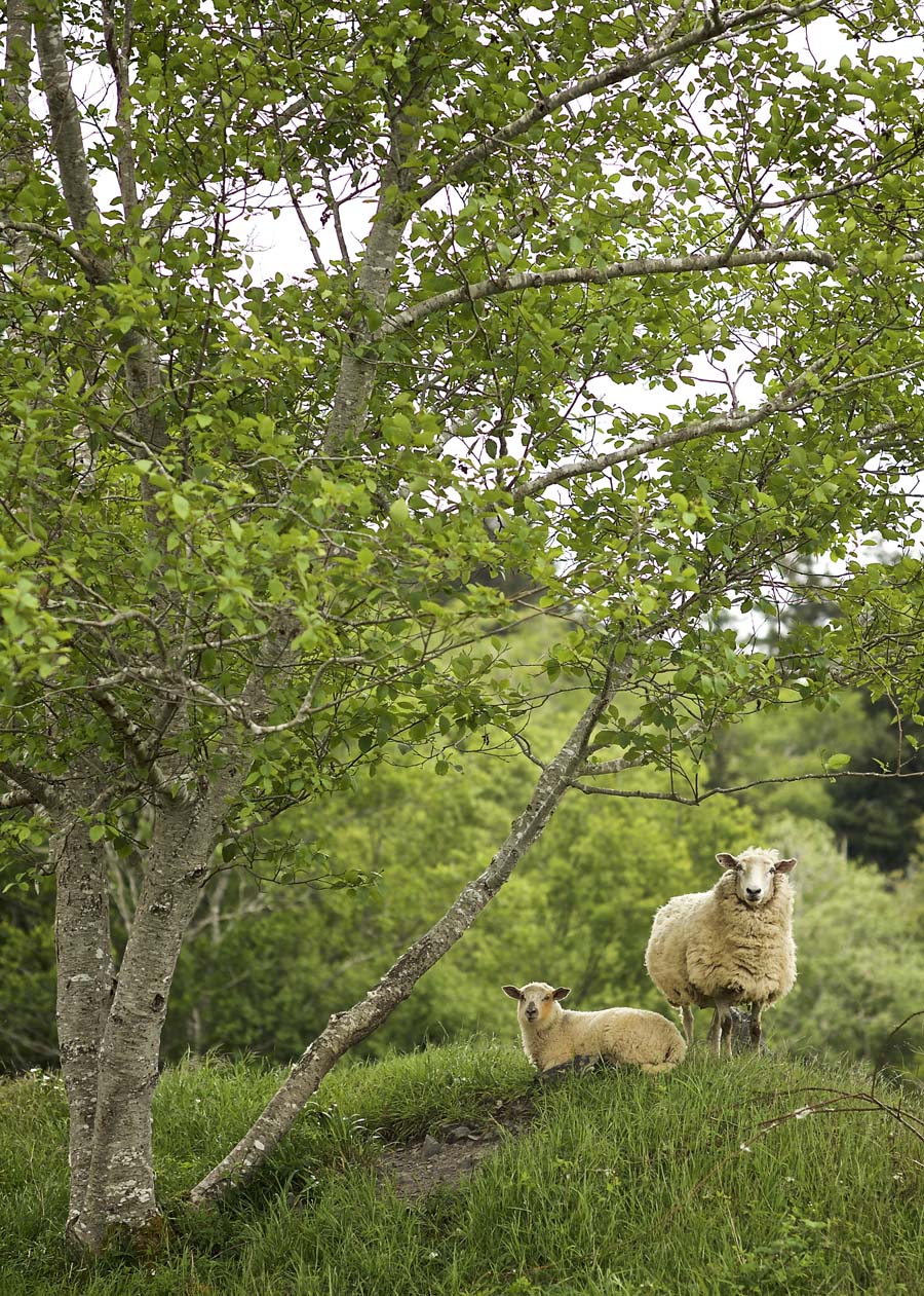 Cattail Creek Lamb